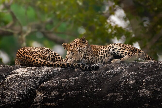 Half Day trip in Yala National Park - Who Will Love This Tour?