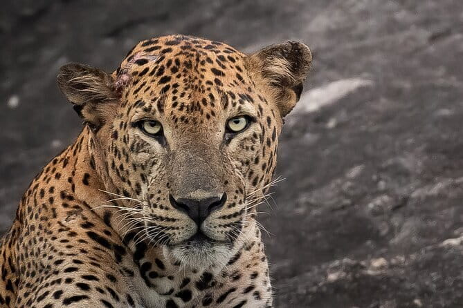 Half Day trip in Yala National Park - Good To Know