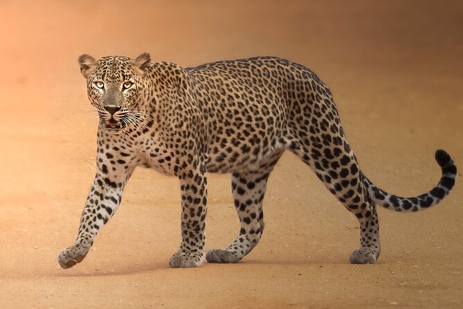 Yala National Park Full Day Safari Tour - Key Points