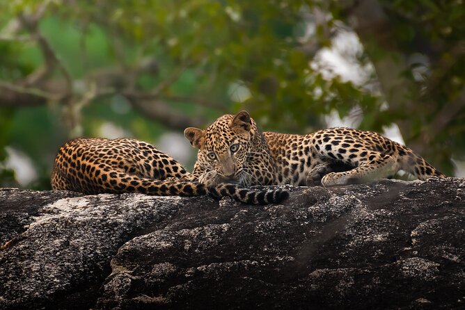 Yala National Park Full Day Safari Tour - What to Expect from the Tour