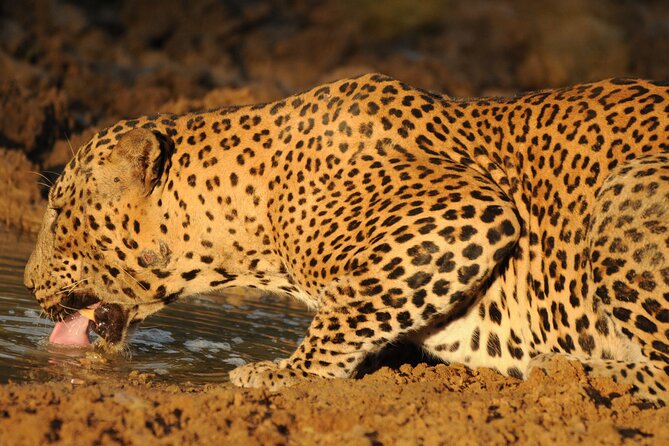 Yala National Park Full Day Safari Tour - Final Thoughts