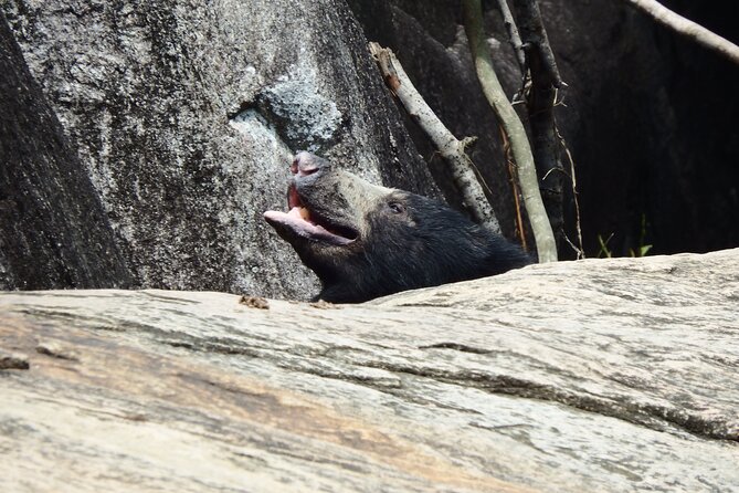 Yala National Park Full Day Safari Tour - FAQ