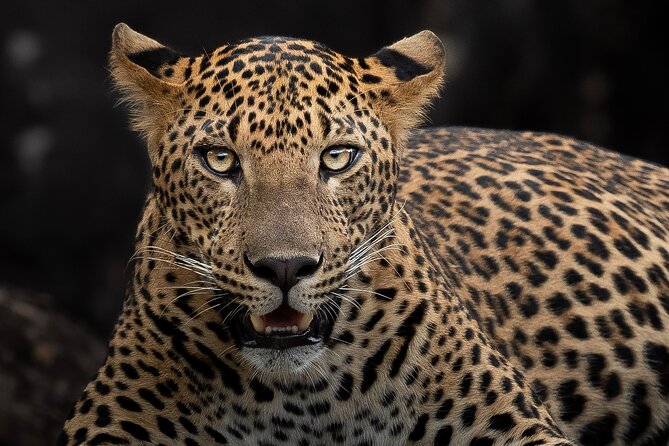 Yala National Park Full Day Safari Tour - Introduction