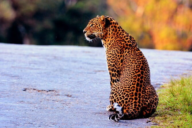 Yala National Park Safari : Special Guided Tour - Pricing and Value Analysis