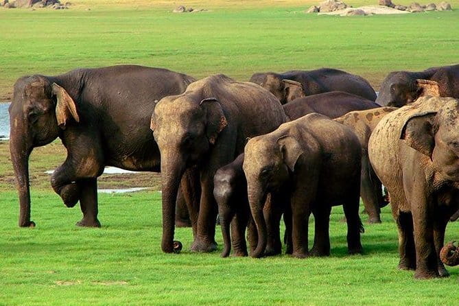 Yala National Park Safari : Special Guided Tour - Real Experiences from Reviewers