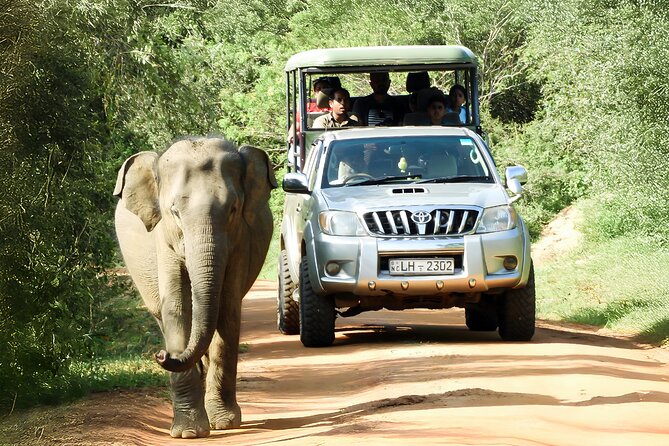 Best Yala Shared Leopard Safari: Tissamaharama Wildlife Tours - The Experience’s Strengths