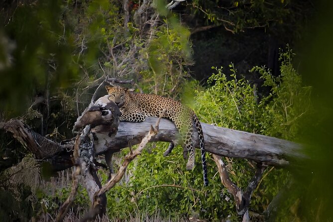 Best Yala Shared Leopard Safari: Tissamaharama Wildlife Tours - Potential Drawbacks and Considerations