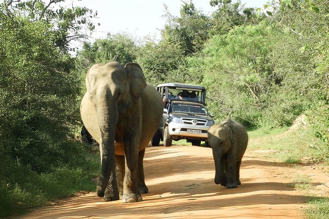 Best Yala Shared Leopard Safari: Tissamaharama Wildlife Tours - The Sum Up