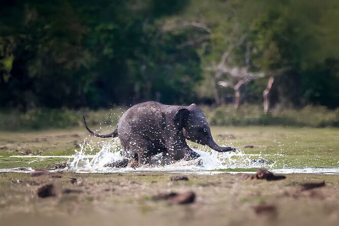 Best Yala Shared Leopard Safari: Tissamaharama Wildlife Tours - The Sum Up