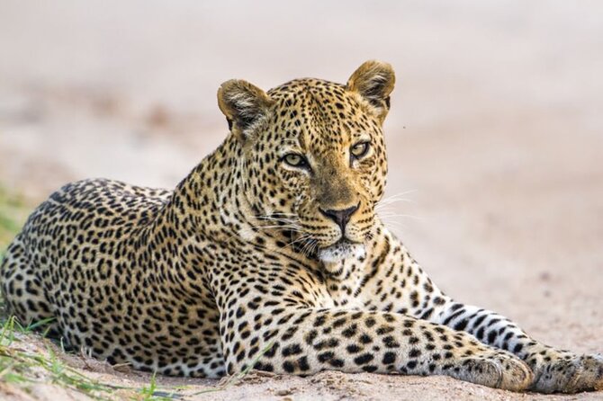 Yala National Park Leopard Safari Wildlife Private Adventure - Exploring Yala National Park: What You Can Expect