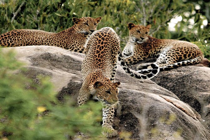 Yala National Park Leopard Safari Wildlife Private Adventure - Logistics and Practical Details