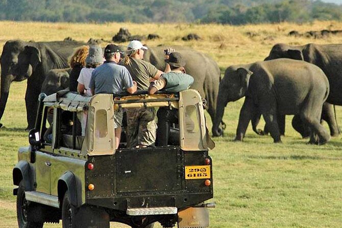 Yala National Park Leopard Safari Wildlife Private Adventure - The Sum Up: Is This Safari Worth It?