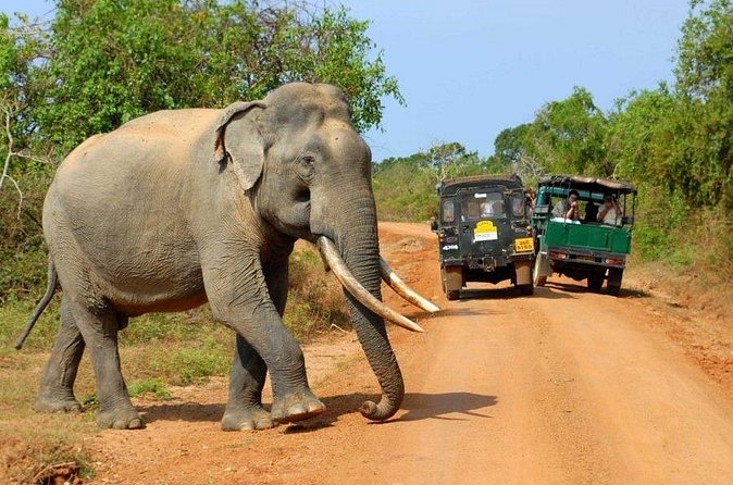 Wildlife safari at Yala National Park - Introduction to Yalas Wildlife Safari