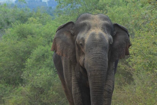 Yala safari Tours Morning /Afternoon /Full Day - The Itinerary and What You Can Expect