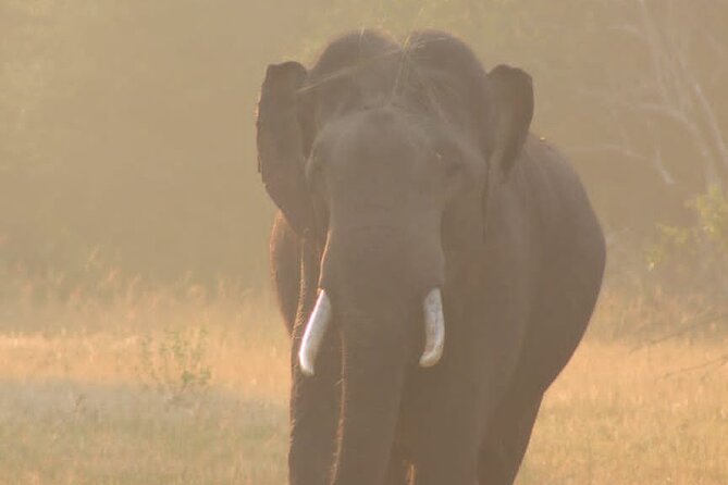 Yala safari Tours Morning /Afternoon /Full Day - Authentic Insights from Reviewers