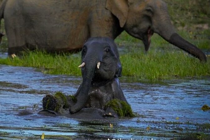 Yala safari Tours Morning /Afternoon /Full Day - FAQ