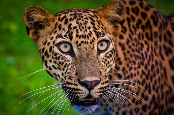 Yala safari Tours Morning /Afternoon /Full Day - The Sum Up