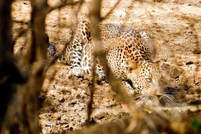 Yala National Park Safari from Hambantota Seaport - What’s Included and What’s Not