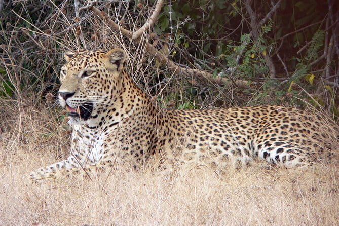 Yala National Park Safari from Hambantota Seaport - Who Is This Tour Best For?