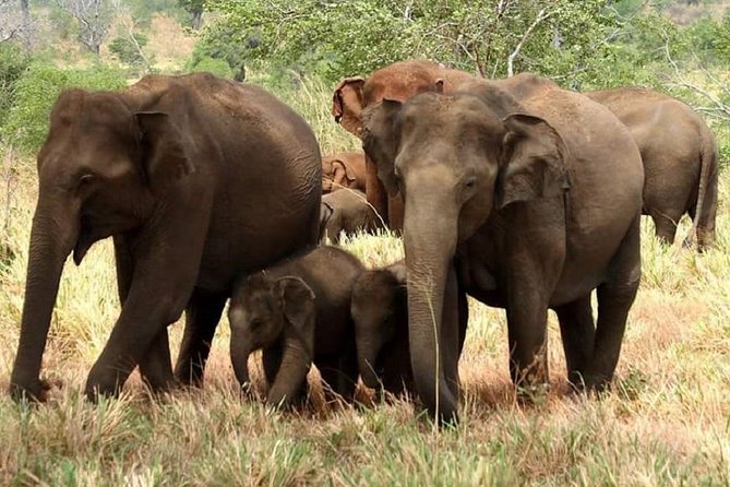 Evening Private Tour Safari at Yala National Park - Why Choose the Evening Private Safari at Yala?