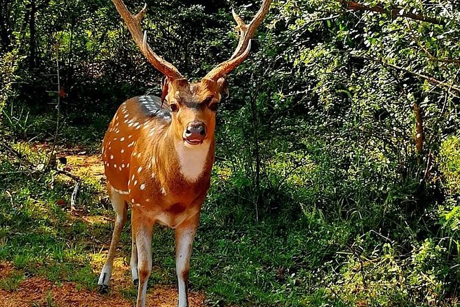 Evening Private Tour Safari at Yala National Park - The Value of the Experience