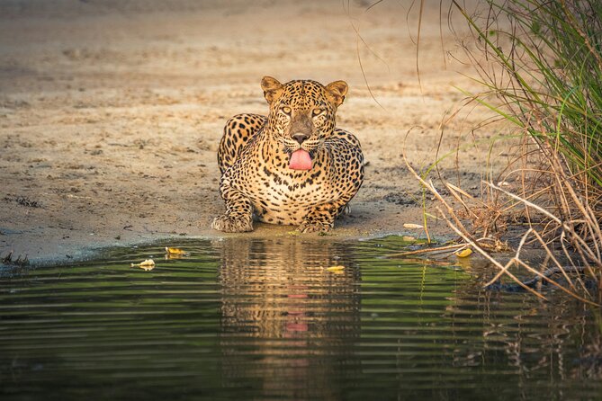 Yala National Park Safari Tours -Half Day & Full Day - Who is this safari best suited for?