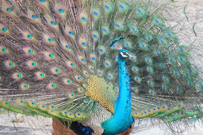 Yala National Park Safari Tours - Half Day & Full Day - Frequently Asked Questions