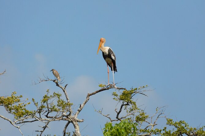 Yala outside Safari & Situlpawwa Temple Visit (ALL INCLUDED) Tour - A Detailed Look at What to Expect