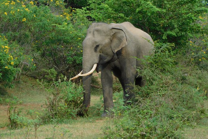 Yala outside Safari & Situlpawwa Temple Visit (ALL INCLUDED) Tour - Why This Tour Stands Out