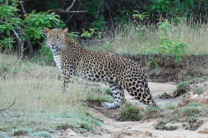 Yala outside Safari & Situlpawwa Temple Visit (ALL INCLUDED) Tour - Final Thoughts: Who Is This Tour Best For?