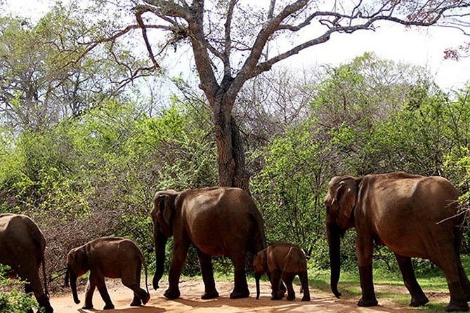 Yala Safari - Yala National Park - FAQs