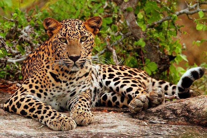 Yala Safari - Yala National Park - Key Points