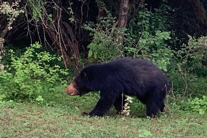 Private Wildlife Safari in Yala National Park Sri Lanka - Who Will Love This Safari?