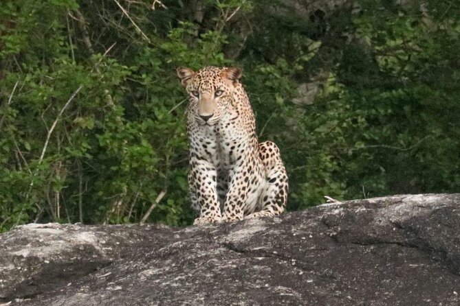 Private Wildlife Safari in Yala National Park Sri Lanka - FAQs