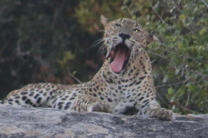 Yala National Park Half Day Safari - 4.30 a.m to 11.30 a.m - What Makes This Tour Stand Out?