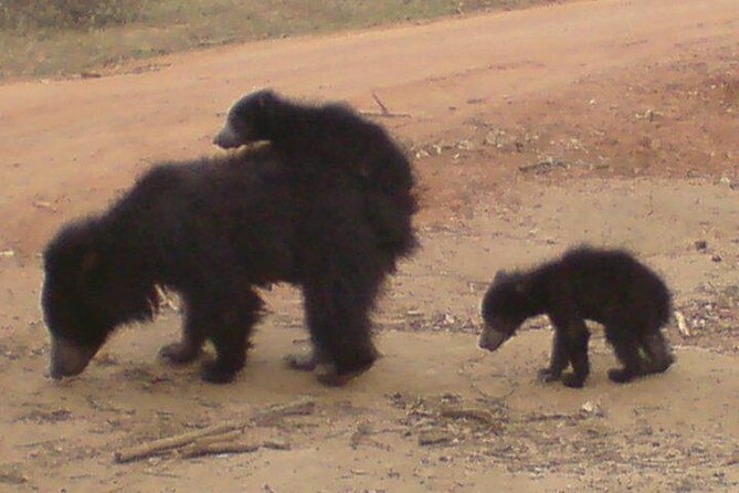 Yala National Park Half Day Safari - 4.30 a.m to 11.30 a.m - Transportation and Group Size