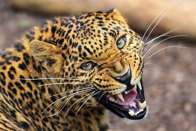 Yala Mk Safari Tour & Taxi Service - Final Thoughts