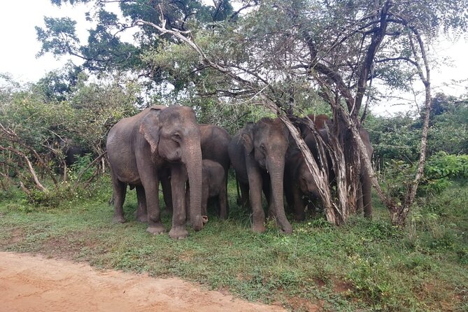 Private Jeep Safaris Tour in Yala National Park - The Sum Up: Is This Safari Right for You?