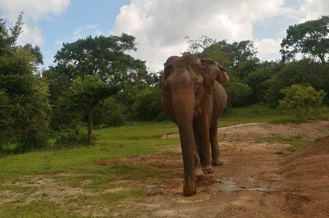 Private Jeep Safaris Tour in Yala National Park - The Authentic Touch: What Reviewers Say