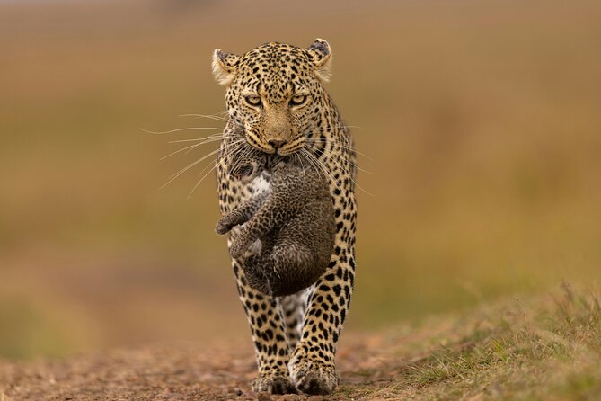 Private Yala Safari Full or Half Day Leopard Tour - Introducing the Private Yala Safari Full or Half Day Leopard Tour