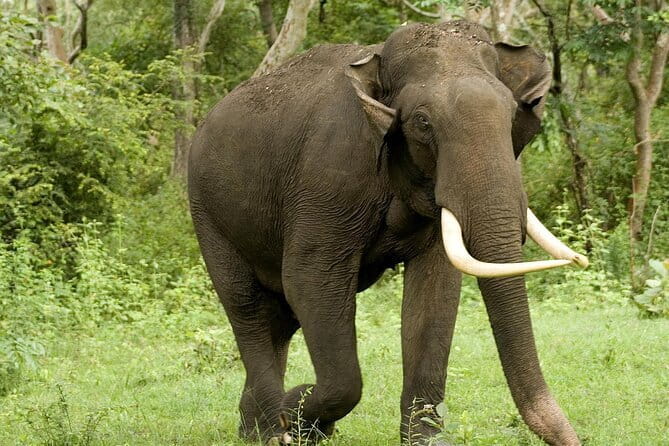 Yala National Park Safari - Half day and Full day - What Makes This Safari Stand Out?