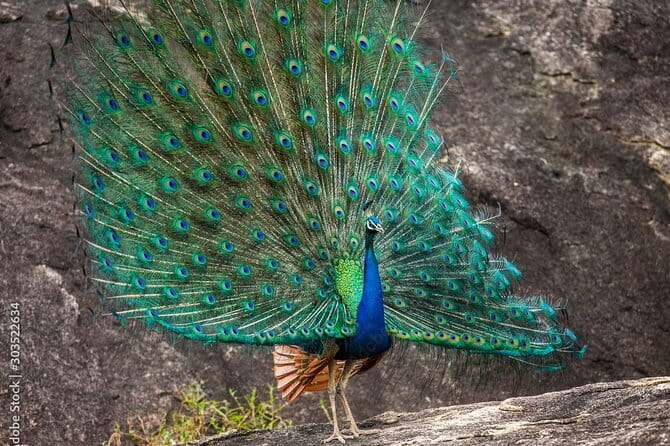 Yala National Park Safari - Half day and Full day - Authentic Experiences and Reviewer Insights