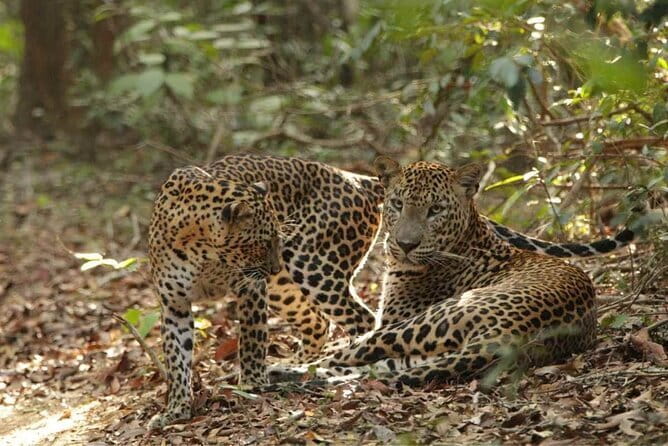 Yala National Park Safari - Half day and Full day - FAQ