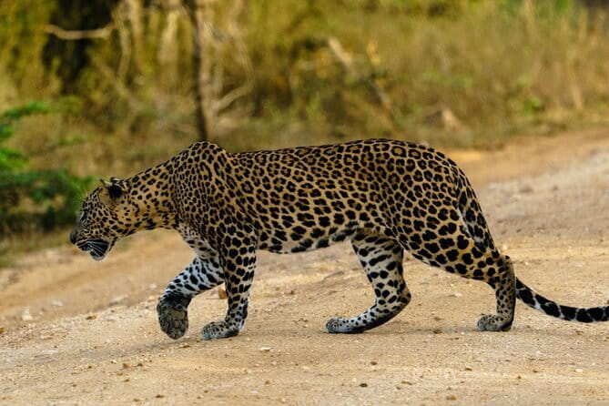 Yala National Park Safari - Half day and Full day - Why Choose This Safari?