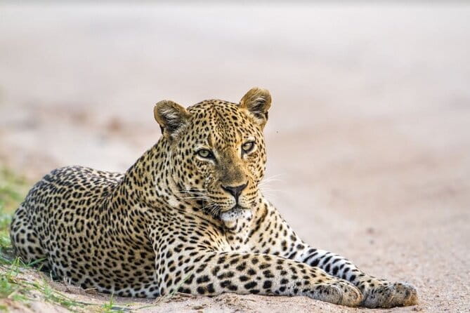 Yala National Park Safari - Half day and Full day - Good To Know