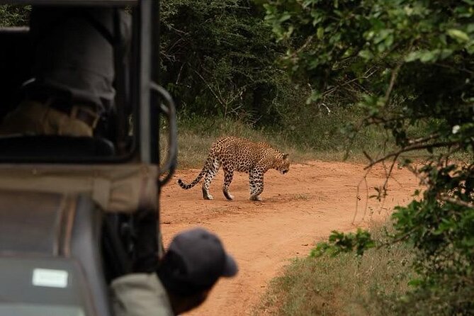 Best Value Yala Safari: Spot Leopards, Elephants & Bears (Shared) - Final Thoughts