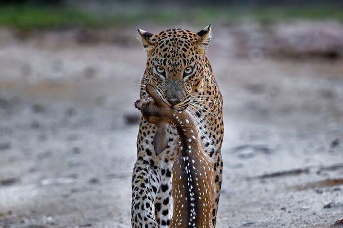 Best Value Yala Safari: Spot Leopards, Elephants & Bears (Shared) - Final Thoughts