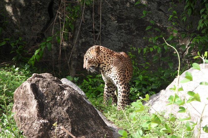 Best Value Yala Safari: Spot Leopards, Elephants & Bears (Shared) - Who Will Enjoy This Tour?