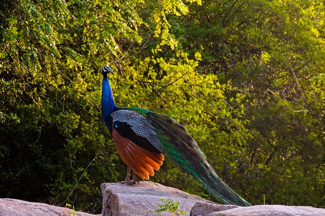 Morning Half-Day 7Hrs Safari Yala National Park - Practical Tips for Your Safari