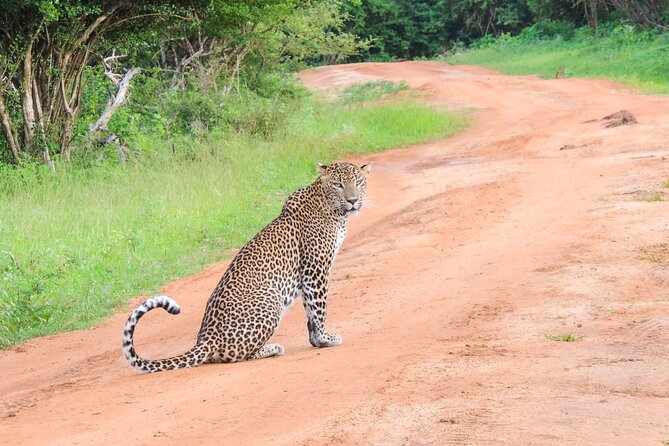 Morning Half-Day 7Hrs Safari Yala National Park - Key Points